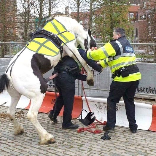 Blague   gilets jaune   cheval gilets jaune qui encule un policier anglais