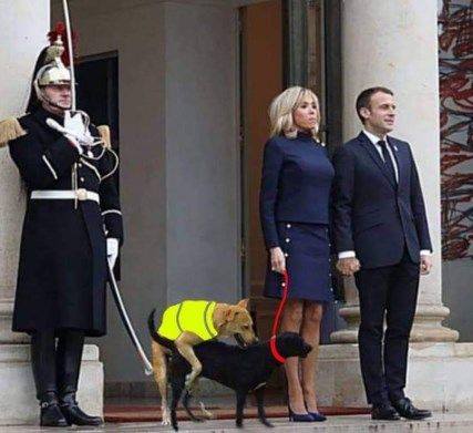 Blague   gilets jaunes   chien en gilet jaune qui encule le chien de macron à l'élysée