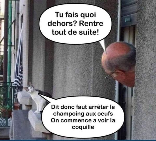 Blague   homme qui dit aux caht tu fais quoi dehors rentre tout de suite et le chat dit faut arretez le shampoing aux  oeuf on commence a voir la coquille