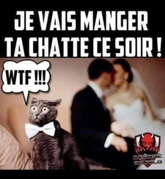 Blague   homme qui dit je vais manger ta chatte ce soir et chatte à côté qui a peur