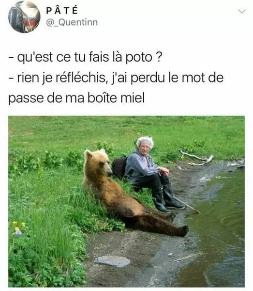 Blague   homme qui dit à un ours   qu'est ce que tu fais là l'ours répond je réfléchis,j'ai perdu le mot de passe d ema boite miel