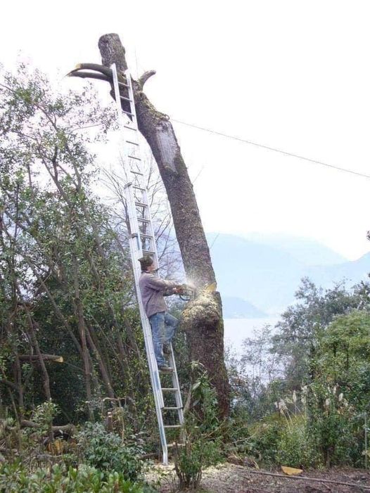 Blague   homme sur échelle qui coupe à la tronçonneuse le tronc d'un arbre dont son échelle  le retient