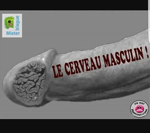 Blague   humour   image à double sens   sexe   le cerveau d'un mec