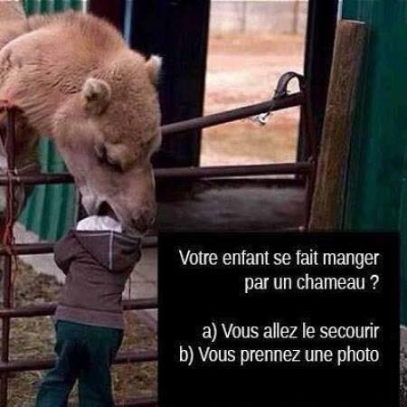 Blague   humour   un chameau mange la tete de votre enfant   vous allez le secourir ou vous prenez une photo