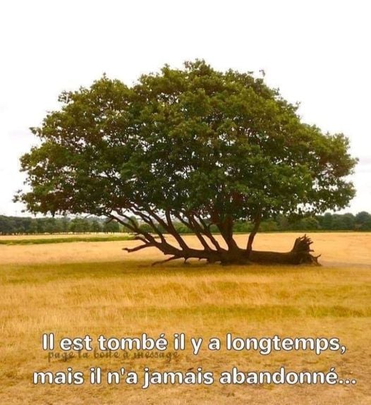 Blague   il est tombé il ya longtemps mais il n'a jamais abandonnée