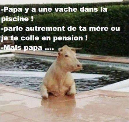 Blague   il ya une vache dans la piscine