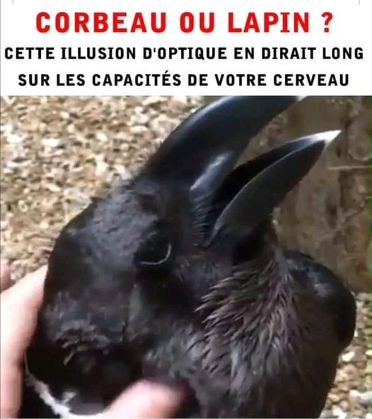 Blague   illusion d'optique lapnin ou corbeau