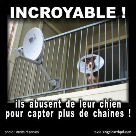 Blague   ils abusent de leur chien pour capter plus de chaines