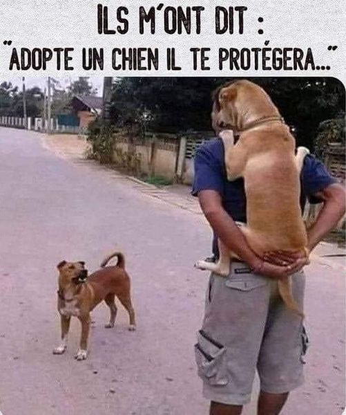 Blague   ils m'ont dit   adopte un chien il te protégera chien qui se cache parcequ'il a pleure