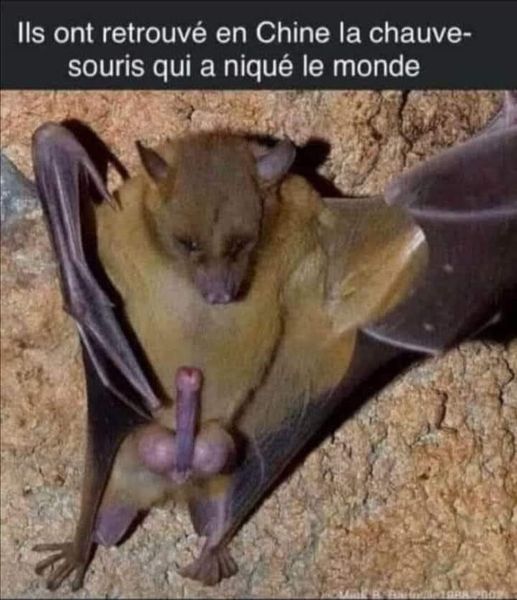 Blague   ils ont retrouvé en chine la chauve souris qui a niqué le monde