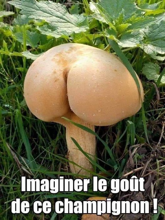 Blague   imaginer le gout de ce champignon