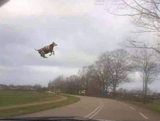 Blague   insolite    tempète   jeux d'image   vache en l'air emporté par le vent