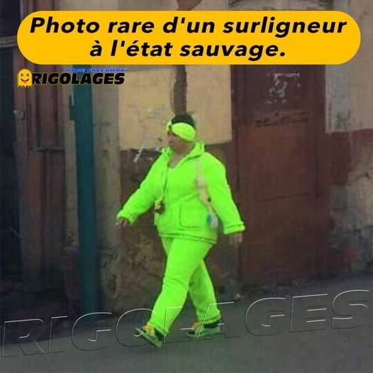 Blague   insolite   photo rare d'un surligneur à l'état sauvage