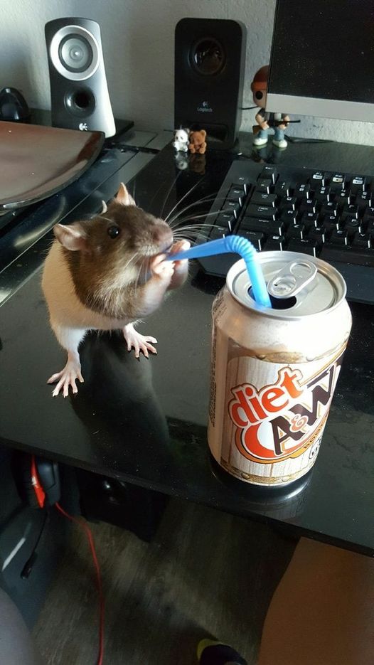 Blague   insolite   souris qui boie à la paille dans une canette de soda