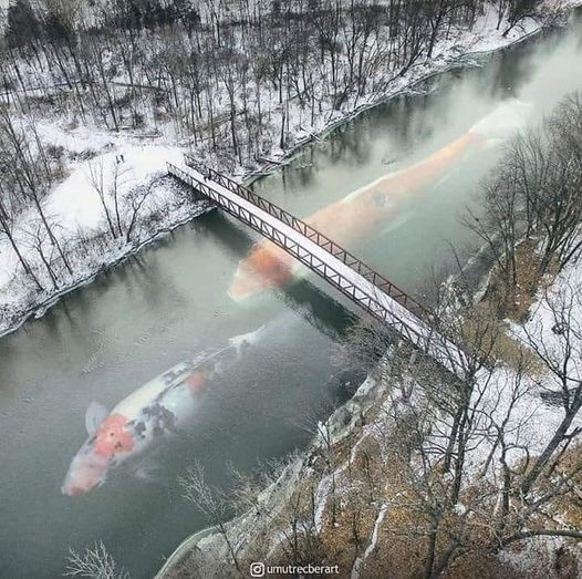 Blague   insolite   énorme poisson dans rivière   poisson  dans la rivière à côté de tchernobyl