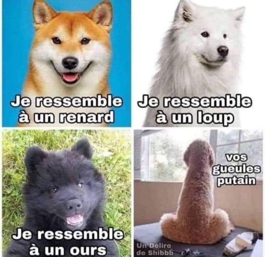 Blague   j4 chiens en photo   je ressemble à un renard je ressemble à un loup j eressemble à un ours vos gueules putain