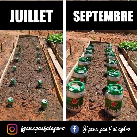 Blague   je fais pousser de la  bière   juillet septembre