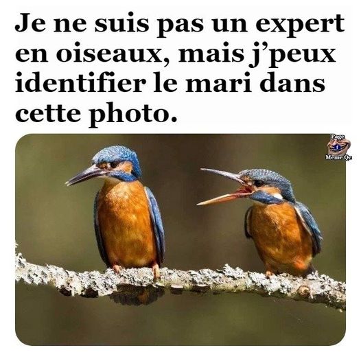 Blague   je ne suis pas expert en oiseaux mais je peux identifier le mari