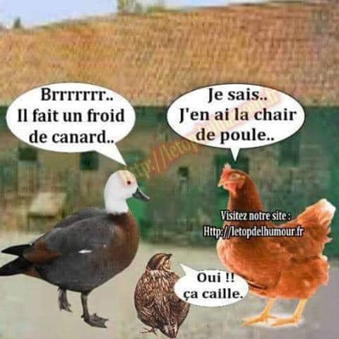 Blague   jeux d emot   faune   la canard dit il fait un froid de canard la poule dit j'ai la chair de poule la caille dit oui ça caille