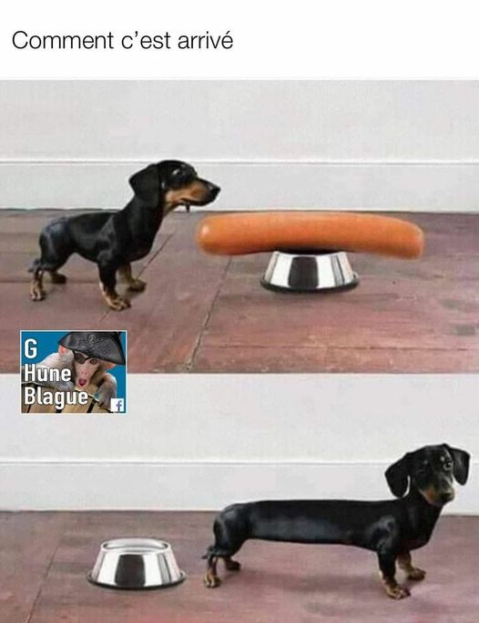 Blague   jeux d'image   chien qui mange saucisse  