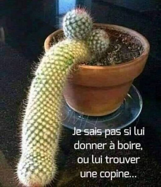 Blague   jeux d'image   je sais   si lui donner à boire ou lui trouver une copine