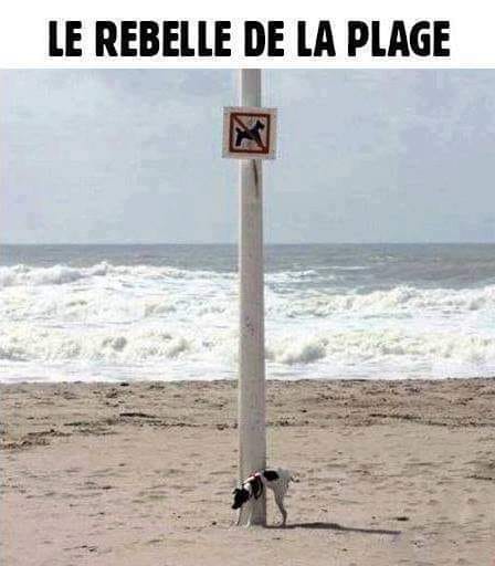 Blague   Le rebelle de la plage