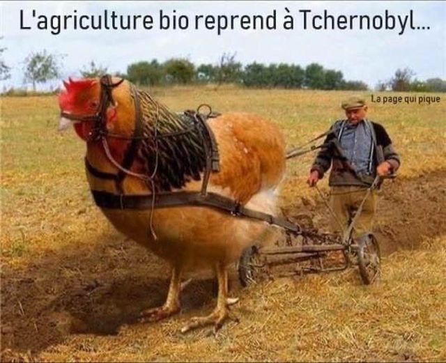 Blague   l'agriculture bio reprend à tchernobyl