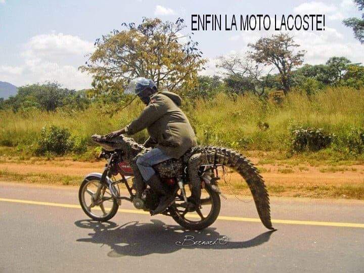 Blague   la moto lacoste