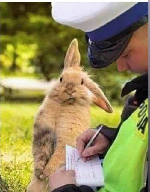 Blague   lapin qui se prend une amande parcequ'il n'a pas son attestation de sortie