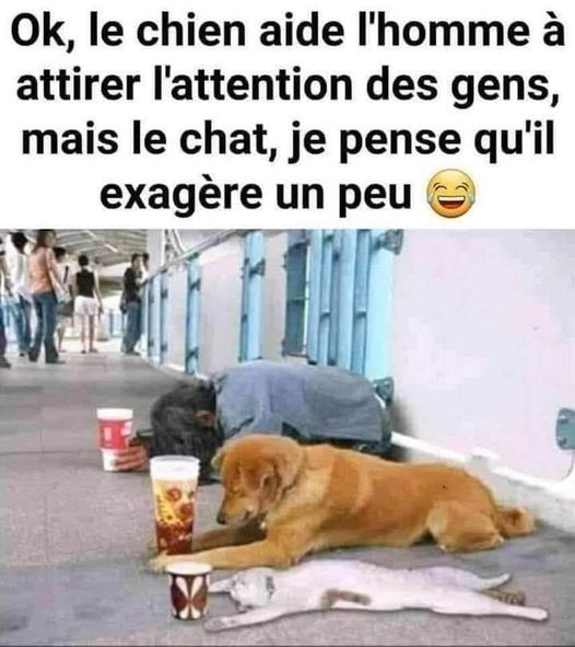 Blague   le chat abuse