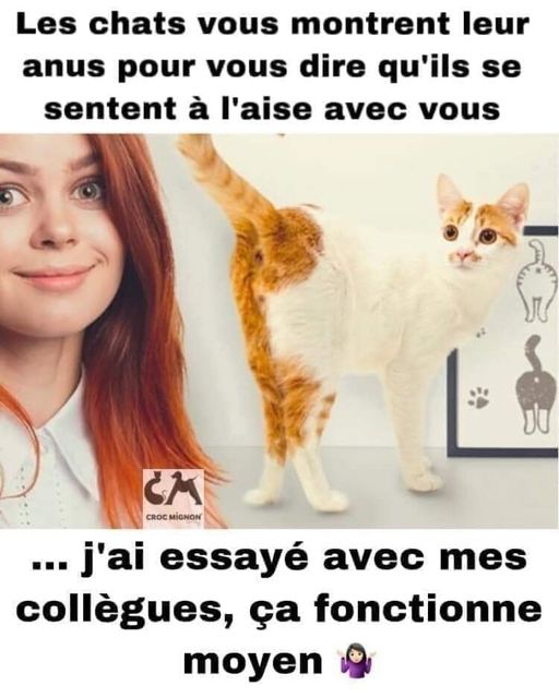 Blague   les chats vous montrent leur anus pour vous dire qu'ils se sentent à l'aise avec vous   j'ai essayé avec collègue ça fonctionne moyen