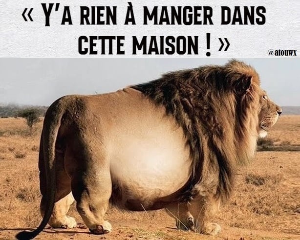 Blague   lion avec gros ventre   il ya rien aà manger dan scette maison