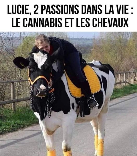 Blague   lucie à 2 passions dans la vie le cannabis et les chevaux