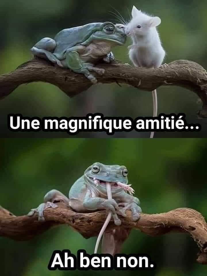 Blague   mort   une magnifique amitié   grenouille et souris