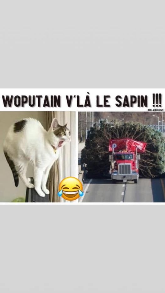 Blague   noel   chat qui dit woputain v'la le sapin pour noel