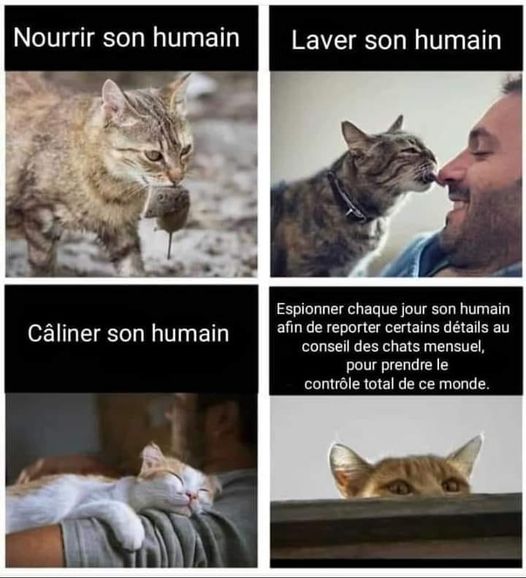 Blague   nourir son humain laver son humain caliner son humain    espionner l'humain chaque jour pour reporter aux conseil des chats et prendre le controle du monde