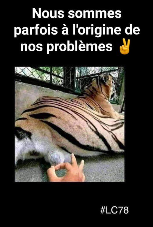 Blague   nous sommes parfois à l'origine de nos problèmes   claquement dans les couilles du tigre