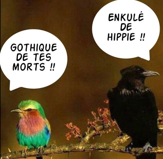 Blague   oiseau = mineau qui dit au corbeau gothique de tes mort et le corbeau qui aux moineau enculé de hippie