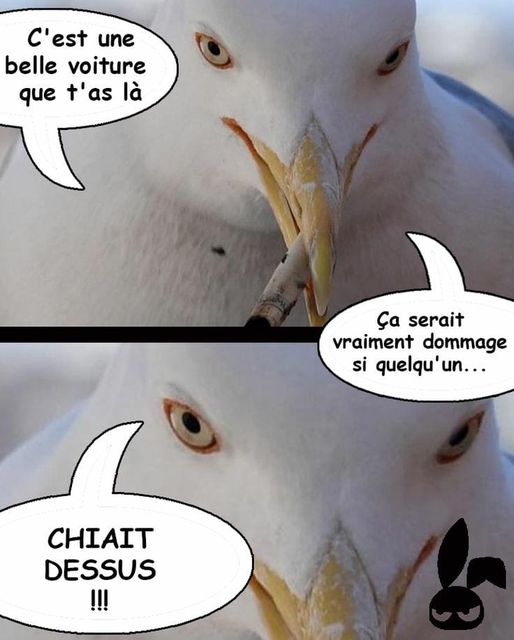 Blague   oiseau qui dit   tu as une belle voiture   ça serait vraiment dommage si quelqu'un