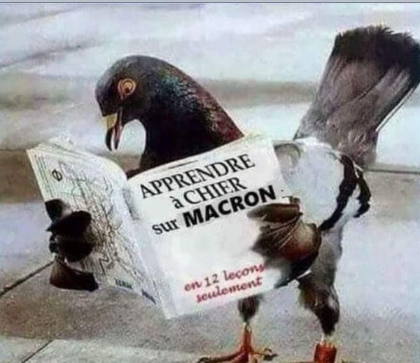 Blague   oiseau qui lit un livre apprendre à chier sur Macron