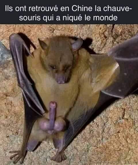 Blague   on a retrouvé la chauve souris de chine qui a niqué le monde