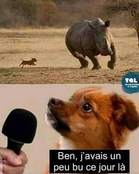 Blague   petit chien qui poursui un rinoceros et qui dit ben j'avais un peu bu ce jour là