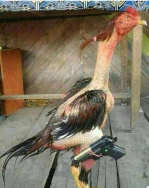 Blague   poulet avec pistolet