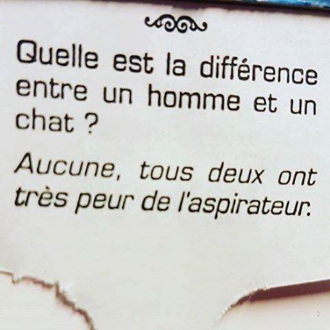 Blague   qu'elle est la différence entre un home et un chat   auscune ils ont tous peur de l'aspirateur