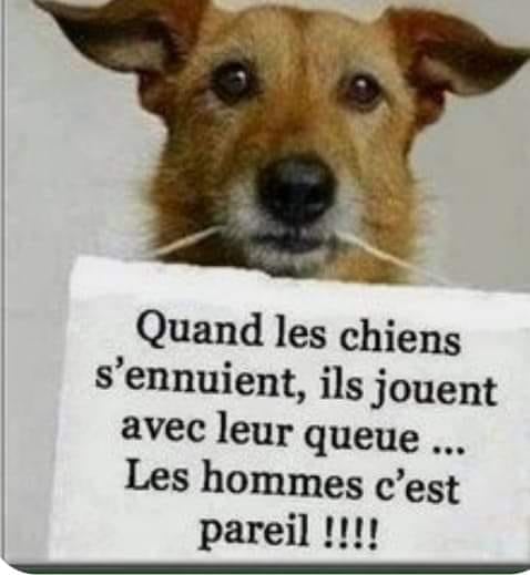 Blague   quan dles chien ss'ennuie ils jouent avec leur queux les hommes pareil