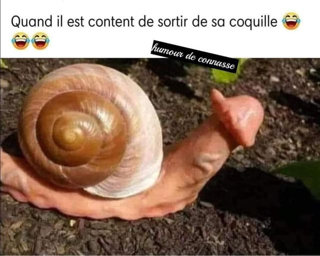 Blague   quand il est content de sortir de sa coquille