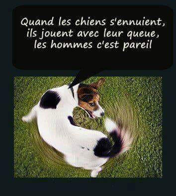 Blague   quand le chien s'ennuient ils jouent avec leur queue le hommes c'est pareil