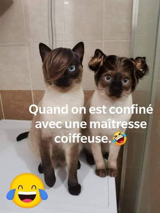 Blague   quand on est confiné avec une maitresse coifeuse