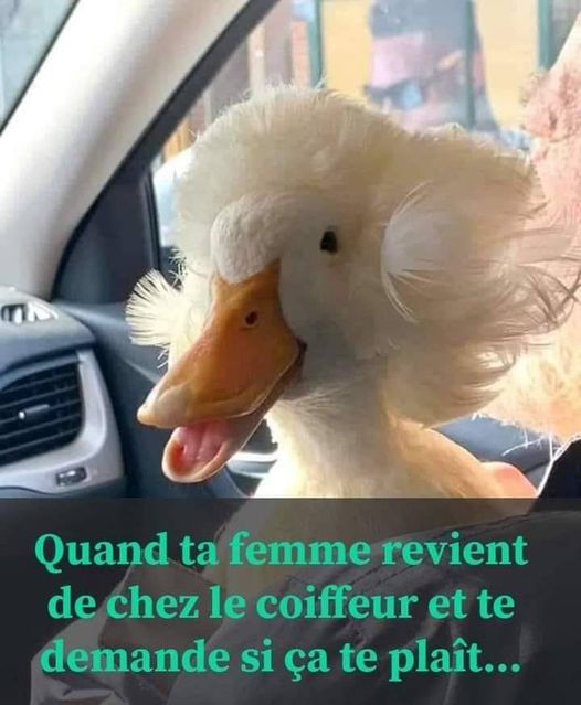 Blague   quand ta femme revient de chez le coiffeur et te demande si ça te plait