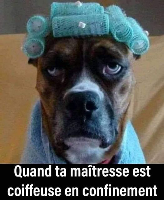 Blague   quand ta maitresse est coiffeuse en confinement